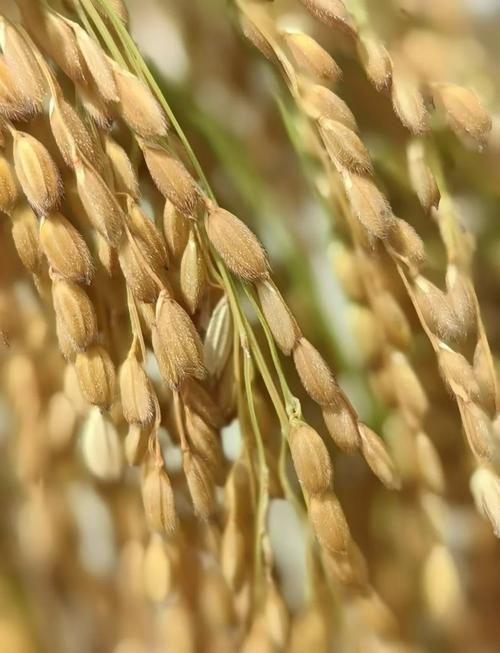 ��������ŵ���д��ʷ