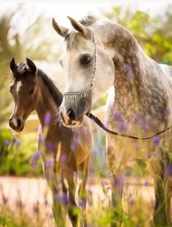 �����´� �Ϻ��Ƽ���ӭ���Կ���