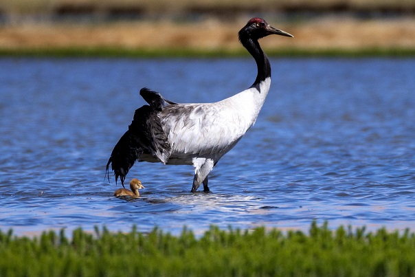 ���ھ��׳ɳ��ռǡ��ٻ��׽��й���¼Ƭ���㳤Ƭ����