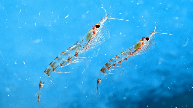 南极磷虾油对人体有哪些好处?人人都需要补充吗?